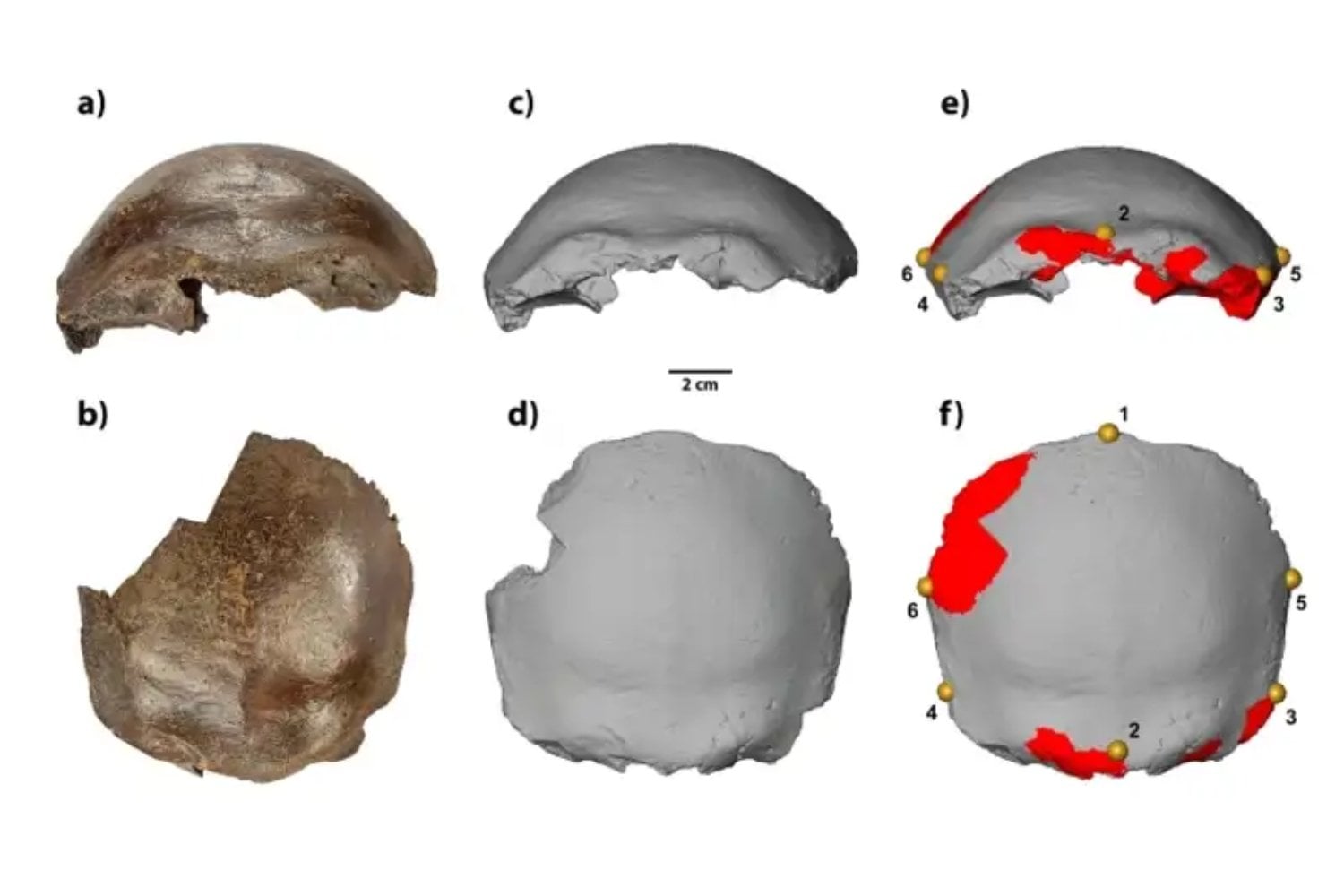Durante más de medio siglo creyeron que este cráneo hallado en Alemania podía cambiar la historia humana. Un nuevo análisis revela que nunca fue híbrido ni tenía 36.000 años