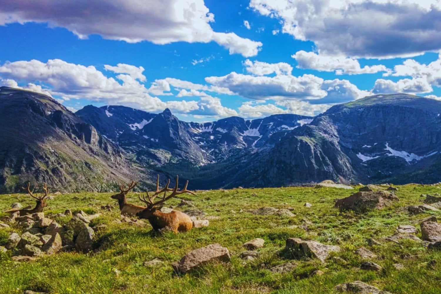 Creíamos conocer la biodiversidad, pero apenas estamos viendo la superficie. Un estudio revela miles de especies desconocidas ocultas en el intestino de herbívoros de alta montaña