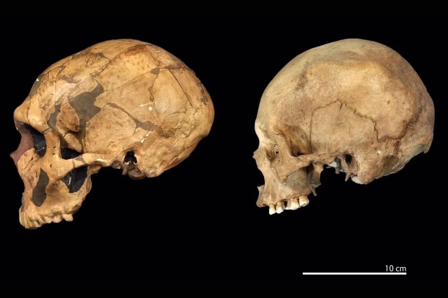 Durante décadas se creyó que los neandertales eran menos inteligentes que nosotros. Un nuevo estudio cuestiona esa idea y apunta a que su desaparición no tuvo que ver con su capacidad cognitiva