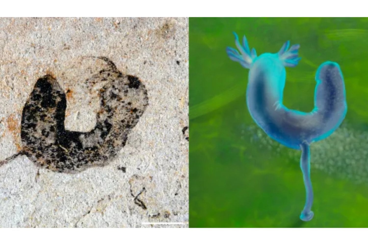 Antes de que la vida “explotara” en la Tierra ya había algo moviéndose bajo el barro. Un fósil hallado en China recuerda al gusano de Dune y obliga a repensar cuándo surgieron los animales complejos