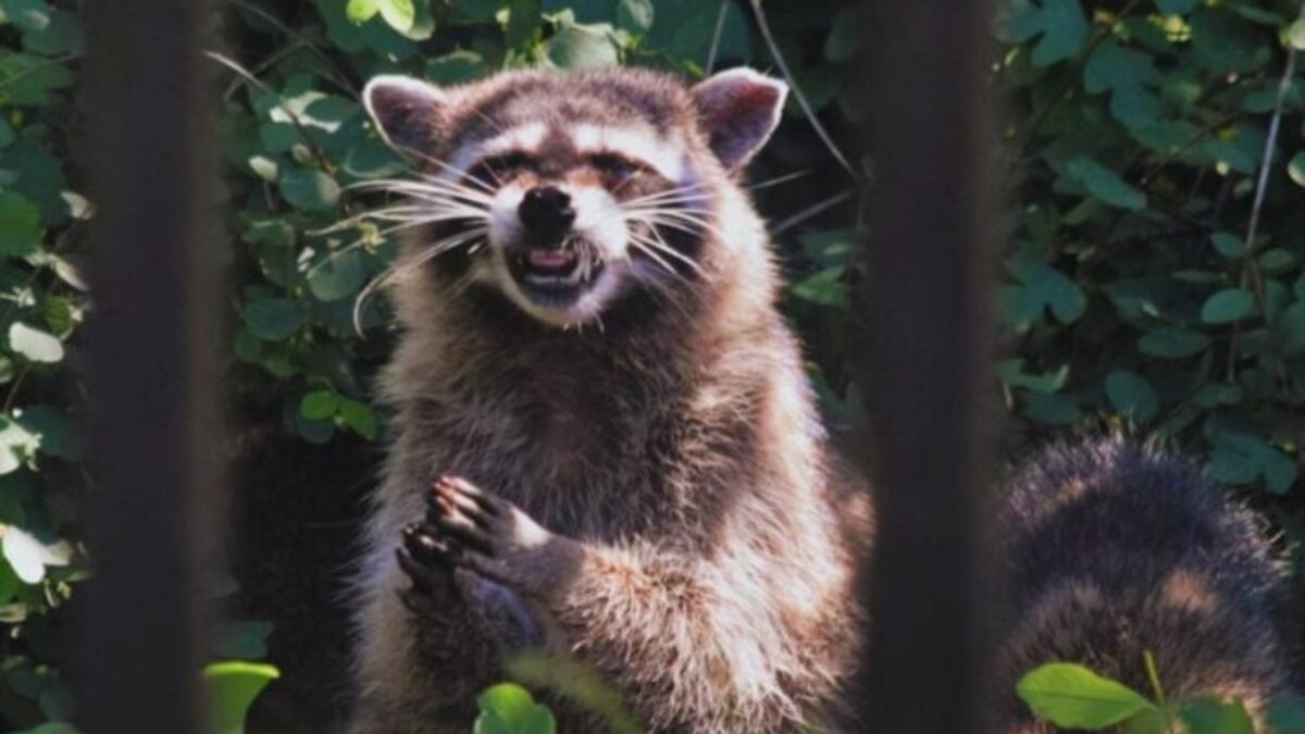 Las ciudades están cambiando a los animales más rápido de lo que pensamos. No solo se adaptan: empiezan a perder las habilidades que necesitarían para vivir fuera de ellas