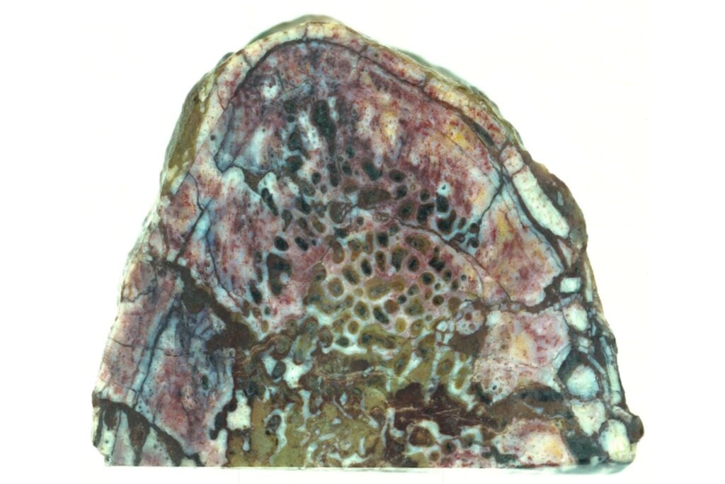 China encuentra embriones de dinosaurio de 190 millones de años en un estado que desafía lo que creíamos posible. Conservan indicios de proteínas y permiten reconstruir por primera vez cómo crecían y se movían antes de nacer