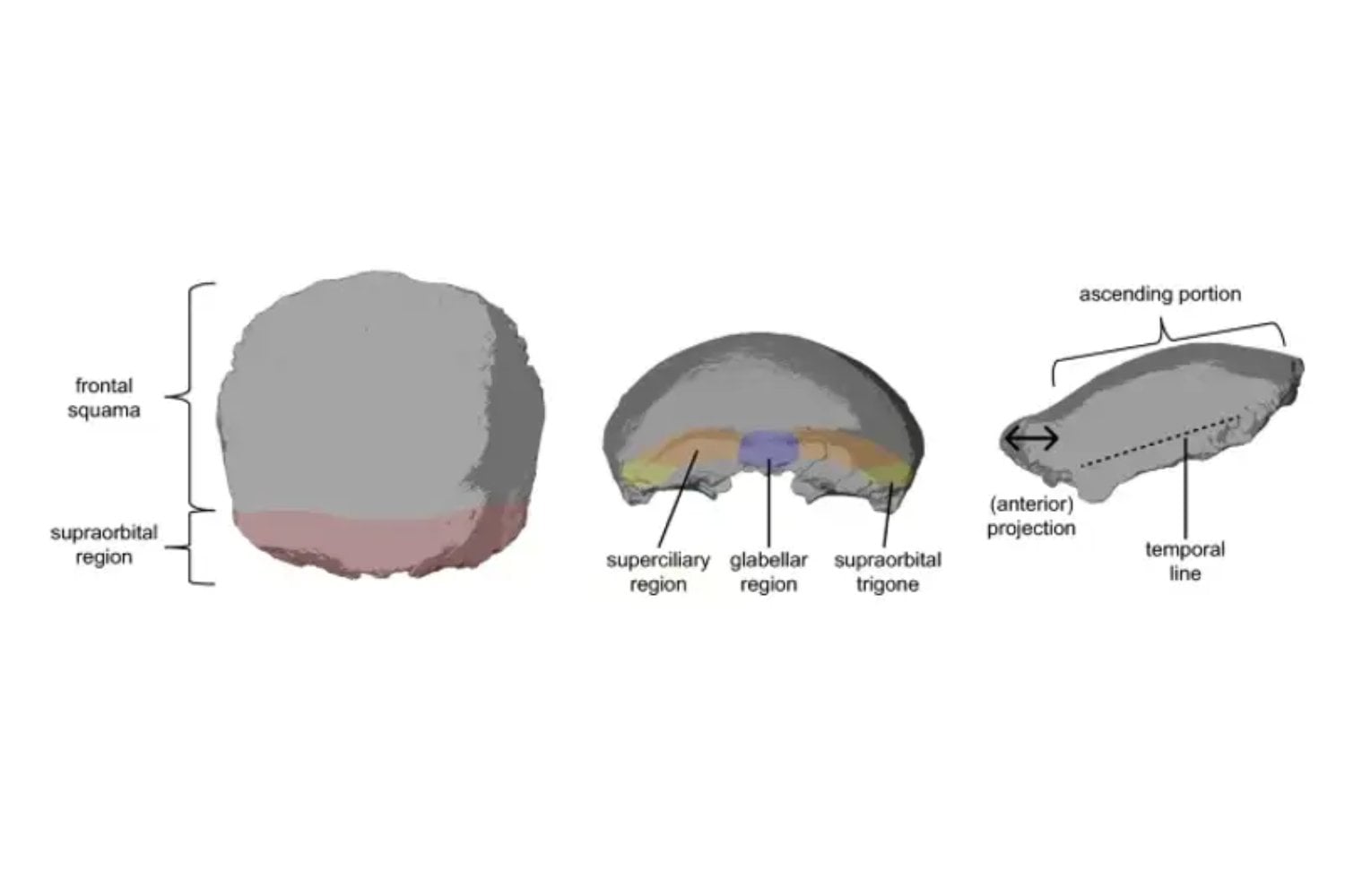 Durante más de medio siglo creyeron que este cráneo hallado en Alemania podía cambiar la historia humana. Un nuevo análisis revela que nunca fue híbrido ni tenía 36.000 años