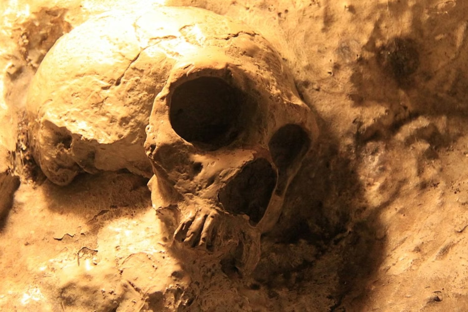 Durante décadas se creyó que los neandertales eran menos inteligentes que nosotros. Un nuevo estudio cuestiona esa idea y apunta a que su desaparición no tuvo que ver con su capacidad cognitiva