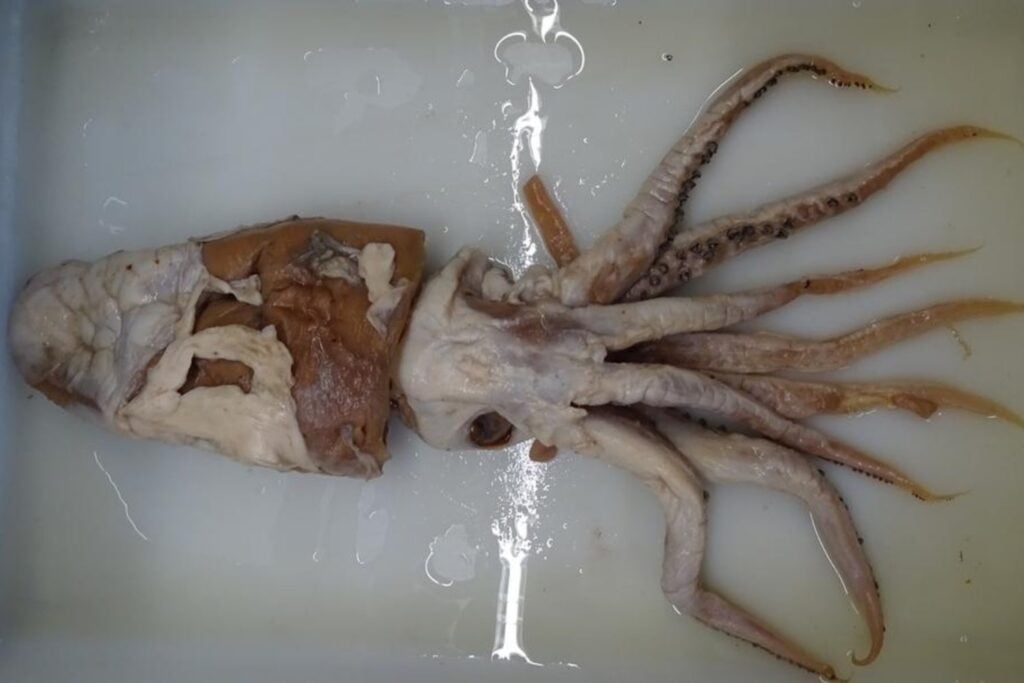 Un calamar extraído del estómago de un cachalote pasó siete décadas mal identificado en una colección científica. Hoy sabemos que era una especie que nadie había descrito jamás