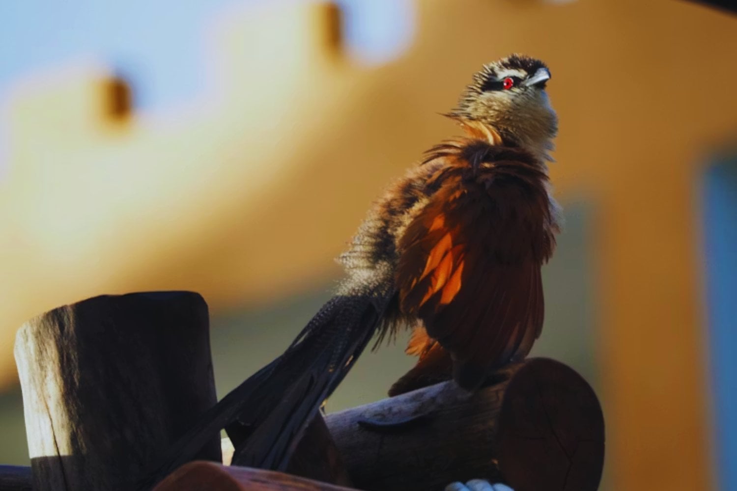 El calor extremo ya está dejando huella en la evolución animal. Un estudio sugiere que algunas aves modifican sus plumas para enfriarse mejor mirando al cielo expulsando calor hacia el espacio