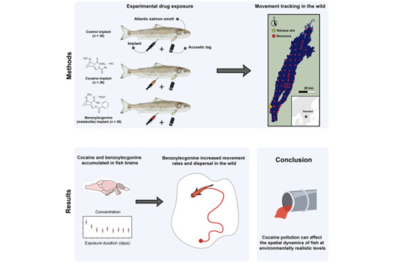 Los salmones están nadando bajo el efecto de drogas invisibles en ríos y lagos. Un estudio revela que la cocaína altera su migración y multiplica los riesgos de supervivencia