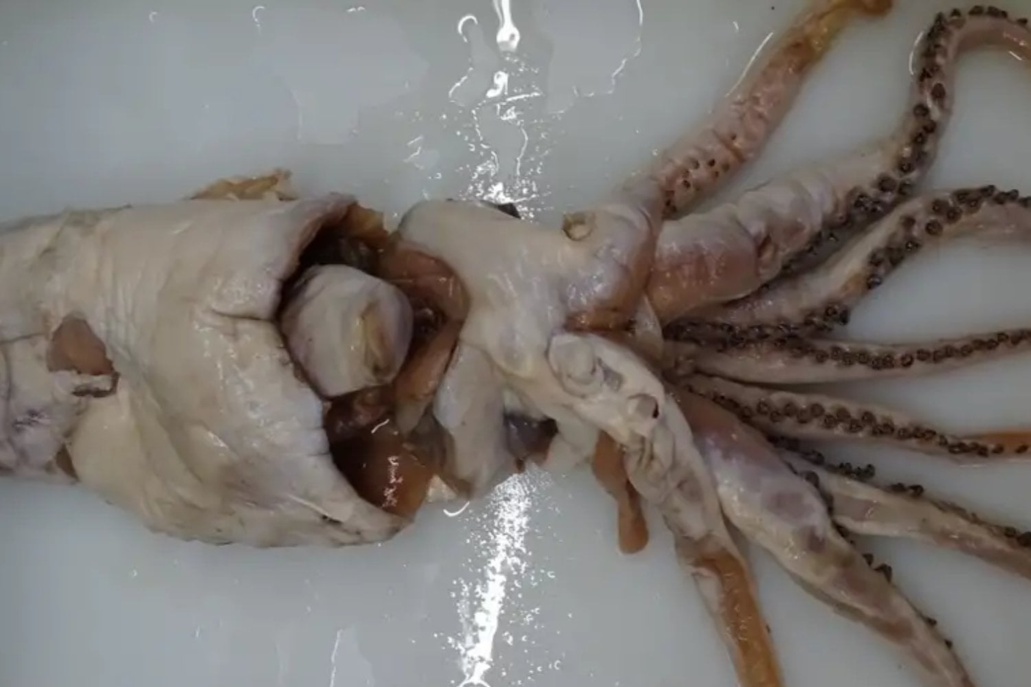 Un calamar extraído del estómago de un cachalote pasó siete décadas mal identificado en una colección científica. Hoy sabemos que era una especie que nadie había descrito jamás