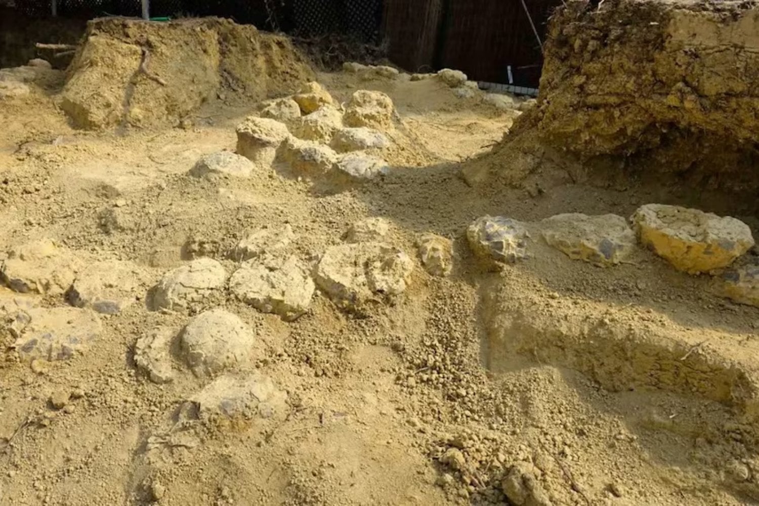 Descubren más de 500 huevos de dinosaurio en el sur de Francia. El hallazgo no solo es espectacular: también revela que estos gigantes regresaban al mismo lugar para reproducirse hace 72 millones de años