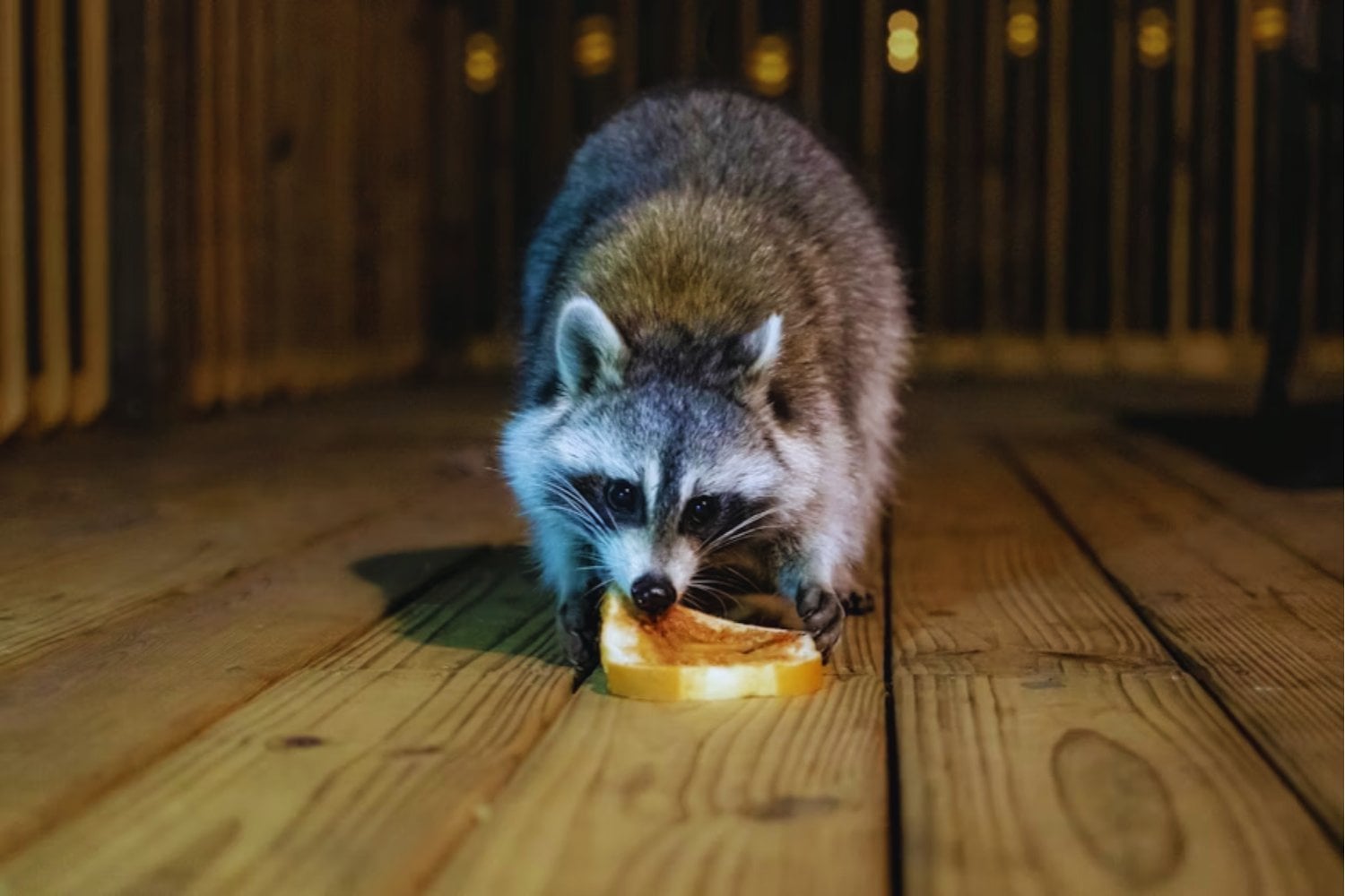 Las ciudades están cambiando a los animales más rápido de lo que pensamos. No solo se adaptan: empiezan a perder las habilidades que necesitarían para vivir fuera de ellas