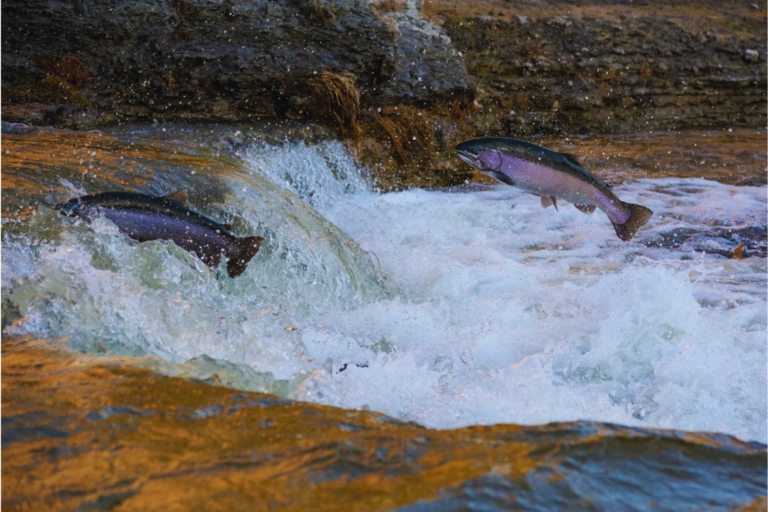 Los salmones están nadando bajo el efecto de drogas invisibles en ríos y lagos. Un estudio revela que la cocaína altera su migración y multiplica los riesgos de supervivencia