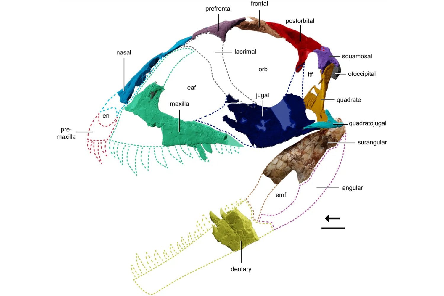 Un fósil olvidado en un cajón durante 40 años resulta ser un nuevo dinosaurio carnívoro mucho más antiguo que el T. rex. Su reconstrucción revela cómo eran los primeros depredadores del planeta