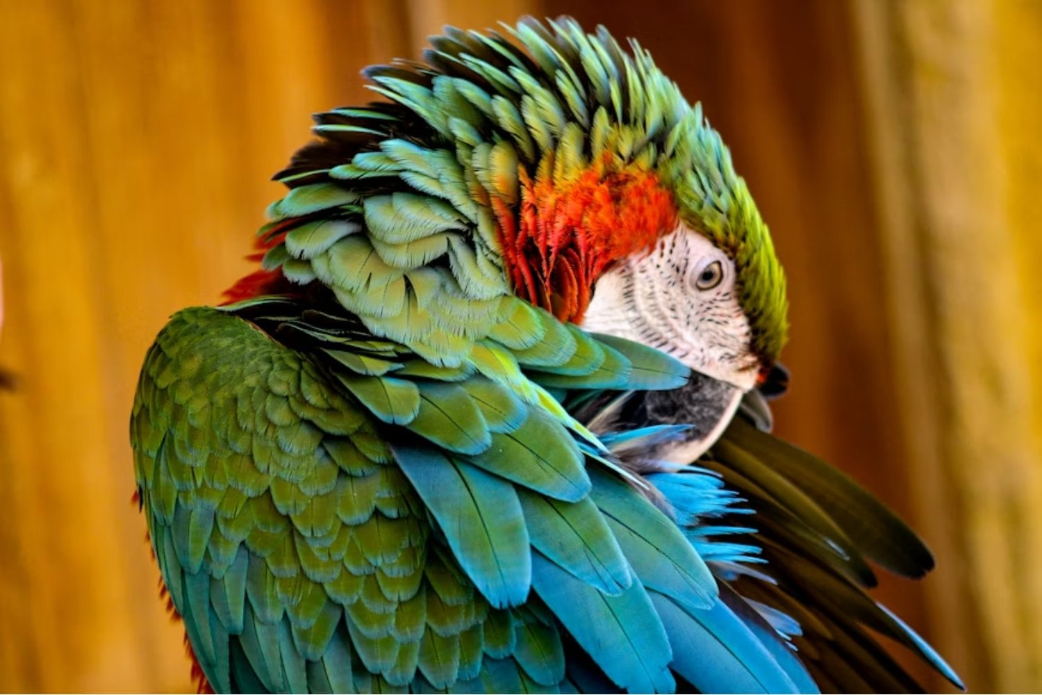 El calor extremo ya está dejando huella en la evolución animal. Un estudio sugiere que algunas aves modifican sus plumas para enfriarse mejor mirando al cielo expulsando calor hacia el espacio