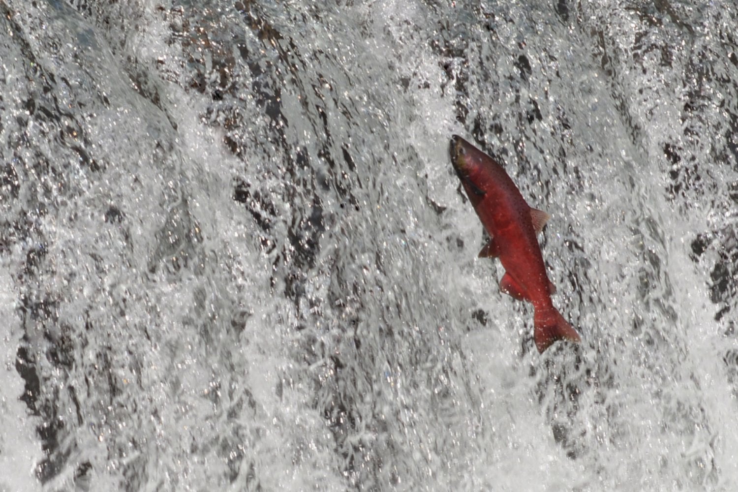 Los salmones están nadando bajo el efecto de drogas invisibles en ríos y lagos. Un estudio revela que la cocaína altera su migración y multiplica los riesgos de supervivencia