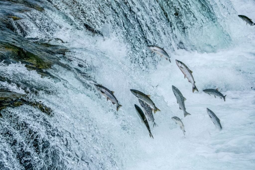 Los salmones están nadando bajo el efecto de drogas invisibles en ríos y lagos. Un estudio revela que la cocaína altera su migración y multiplica los riesgos de supervivencia