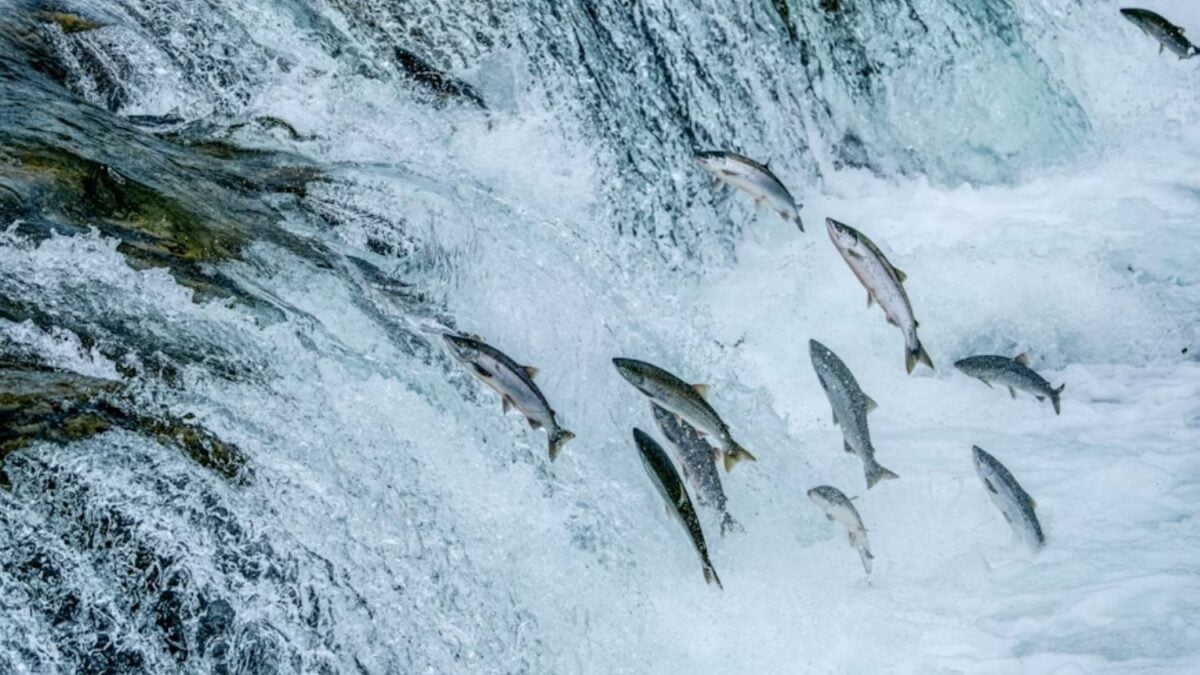 Los salmones están nadando bajo el efecto de drogas invisibles en ríos y lagos. Un estudio revela que la cocaína altera su migración y aumenta sus riesgos