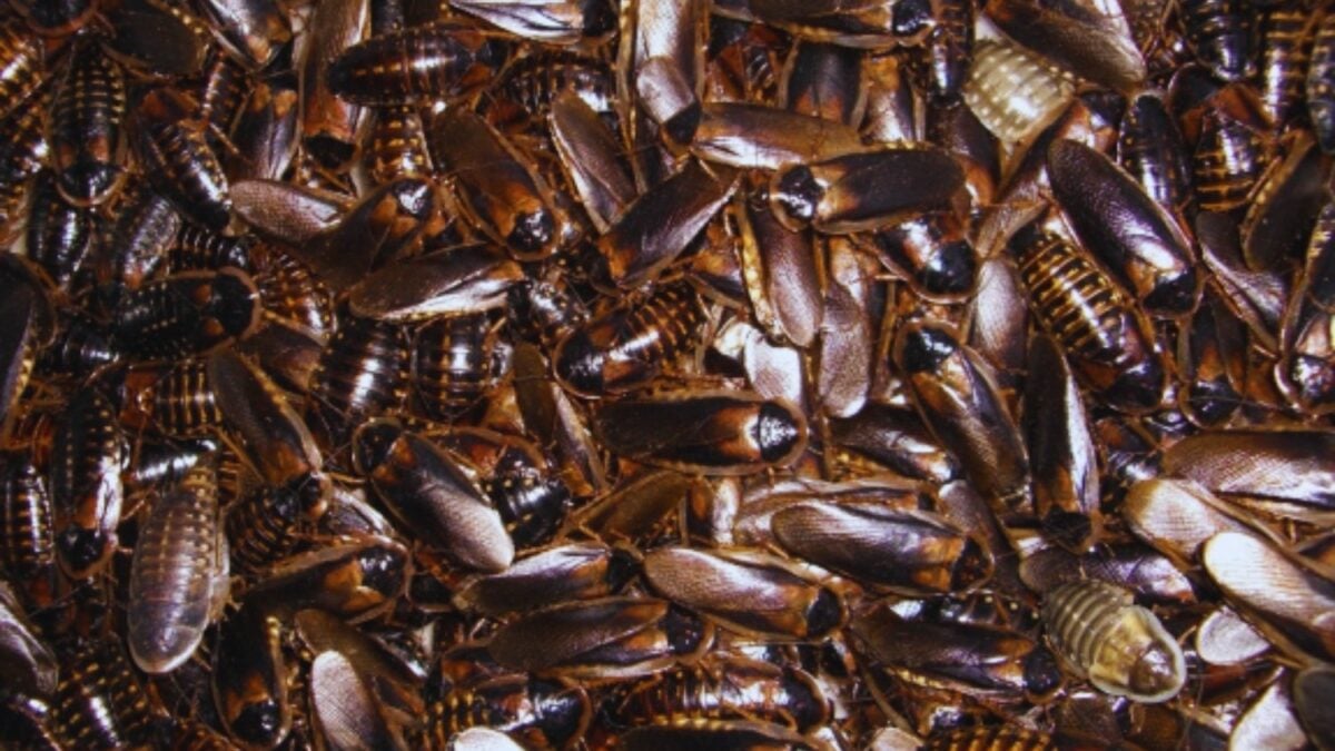 Las cucarachas acaban de hacer algo que parecía reservado a la ciencia ficción. Un estudio muestra que pueden degradar plástico y convertir parte de ese residuo en energía