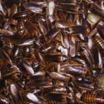 Las cucarachas acaban de hacer algo que parecía reservado a la ciencia ficción. Un estudio muestra que pueden degradar plástico y convertir parte de ese residuo en energía