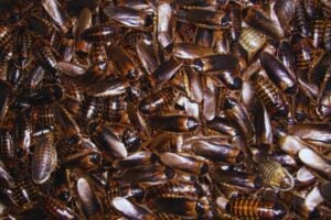 Las cucarachas acaban de hacer algo que parecía reservado a la ciencia ficción. Un estudio muestra que pueden degradar plástico y convertir parte de ese residuo en energía