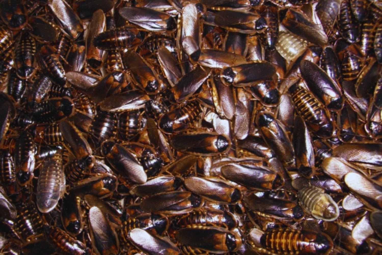 Las cucarachas acaban de hacer algo que parecía reservado a la ciencia ficción. Un estudio muestra que pueden degradar plástico y convertir parte de ese residuo en energía