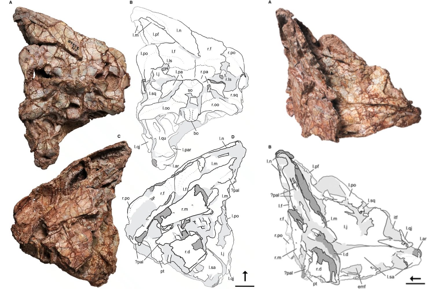 Un fósil olvidado en un cajón durante 40 años resulta ser un nuevo dinosaurio carnívoro mucho más antiguo que el T. rex. Su reconstrucción revela cómo eran los primeros depredadores del planeta