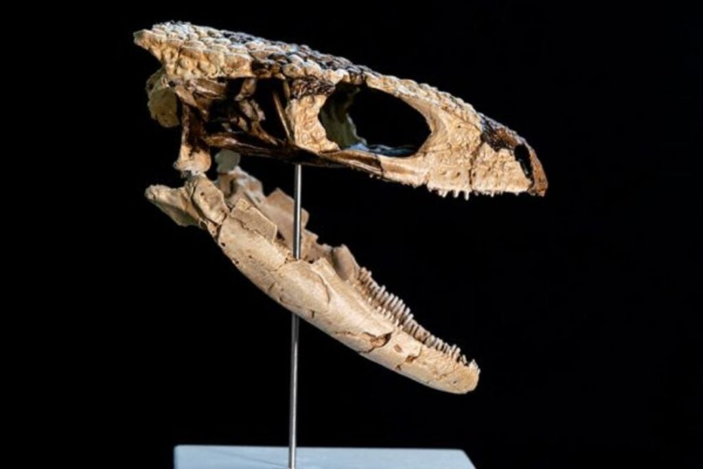 La Patagonia argentina vuelve a sorprender a la ciencia. Investigadores del CONICET descubren un nuevo reptil de 70 millones de años que vivió antes del fin de los dinosaurios