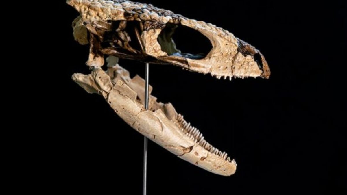 La Patagonia argentina vuelve a sorprender a la ciencia. Investigadores del CONICET descubren un nuevo reptil de 70 millones de años que vivió antes del fin de los dinosaurios