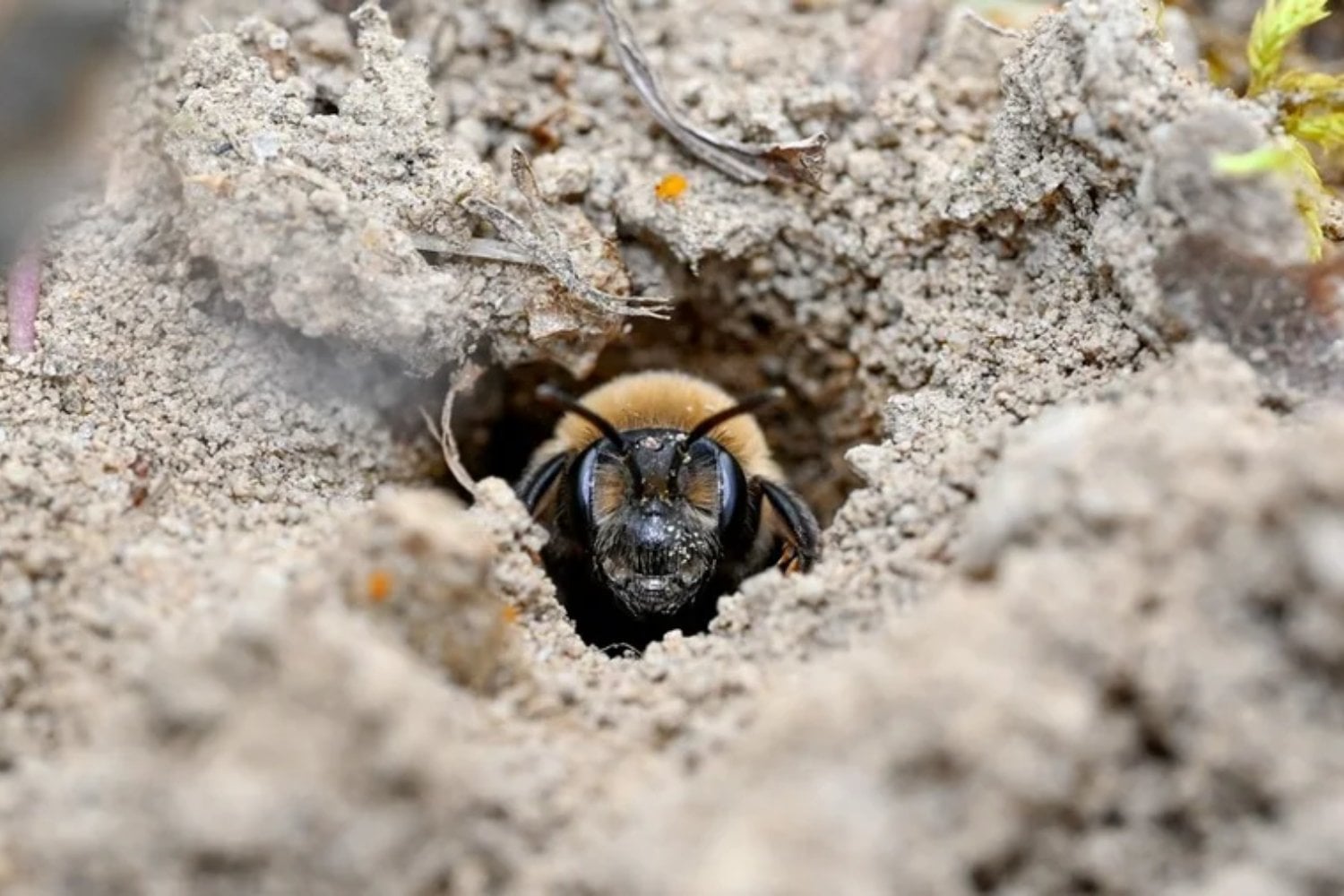 Bajo las tumbas de un cementerio en Nueva York vivían millones de abejas sin que nadie lo supiera. Científicos descubren el mayor asentamiento de abejas solitarias jamás registrado