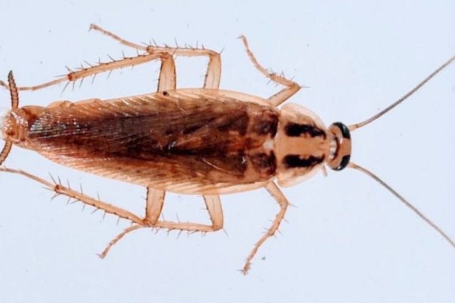 Las cucarachas acaban de hacer algo que parecía reservado a la ciencia ficción. Un estudio muestra que pueden degradar plástico y convertir parte de ese residuo en energía