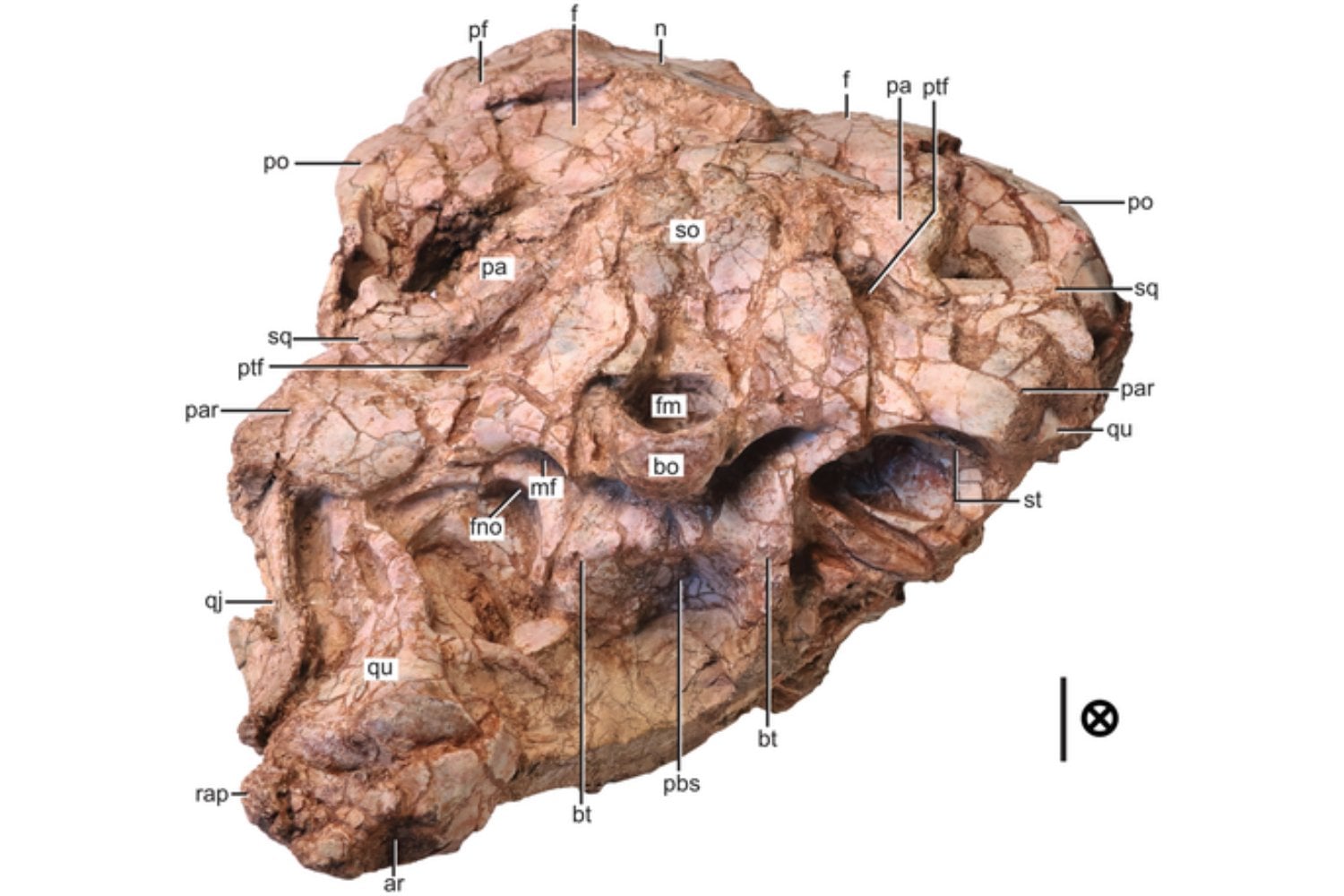 Un fósil olvidado en un cajón durante 40 años resulta ser un nuevo dinosaurio carnívoro mucho más antiguo que el T. rex. Su reconstrucción revela cómo eran los primeros depredadores del planeta