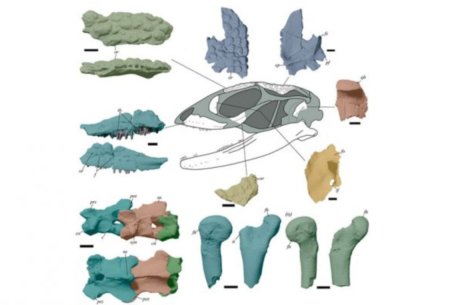 La Patagonia argentina vuelve a sorprender a la ciencia. Investigadores del CONICET descubren un nuevo reptil de 70 millones de años que vivió antes del fin de los dinosaurios