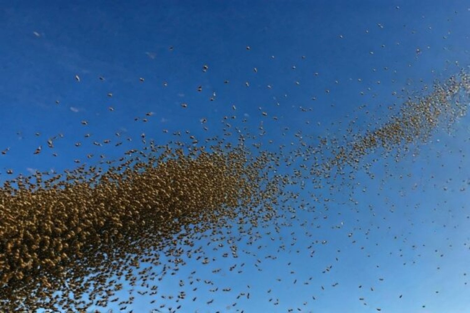 Bajo las tumbas de un cementerio en Nueva York vivían millones de abejas sin que nadie lo supiera. Científicos descubren el mayor asentamiento de abejas solitarias jamás registrado