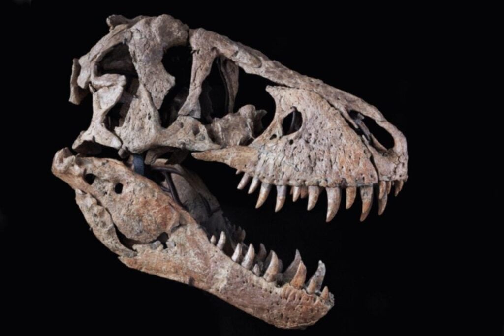 Un fósil olvidado en un cajón durante 40 años resulta ser un nuevo dinosaurio carnívoro mucho más antiguo que el T. rex. Su reconstrucción revela cómo eran los primeros depredadores del planeta