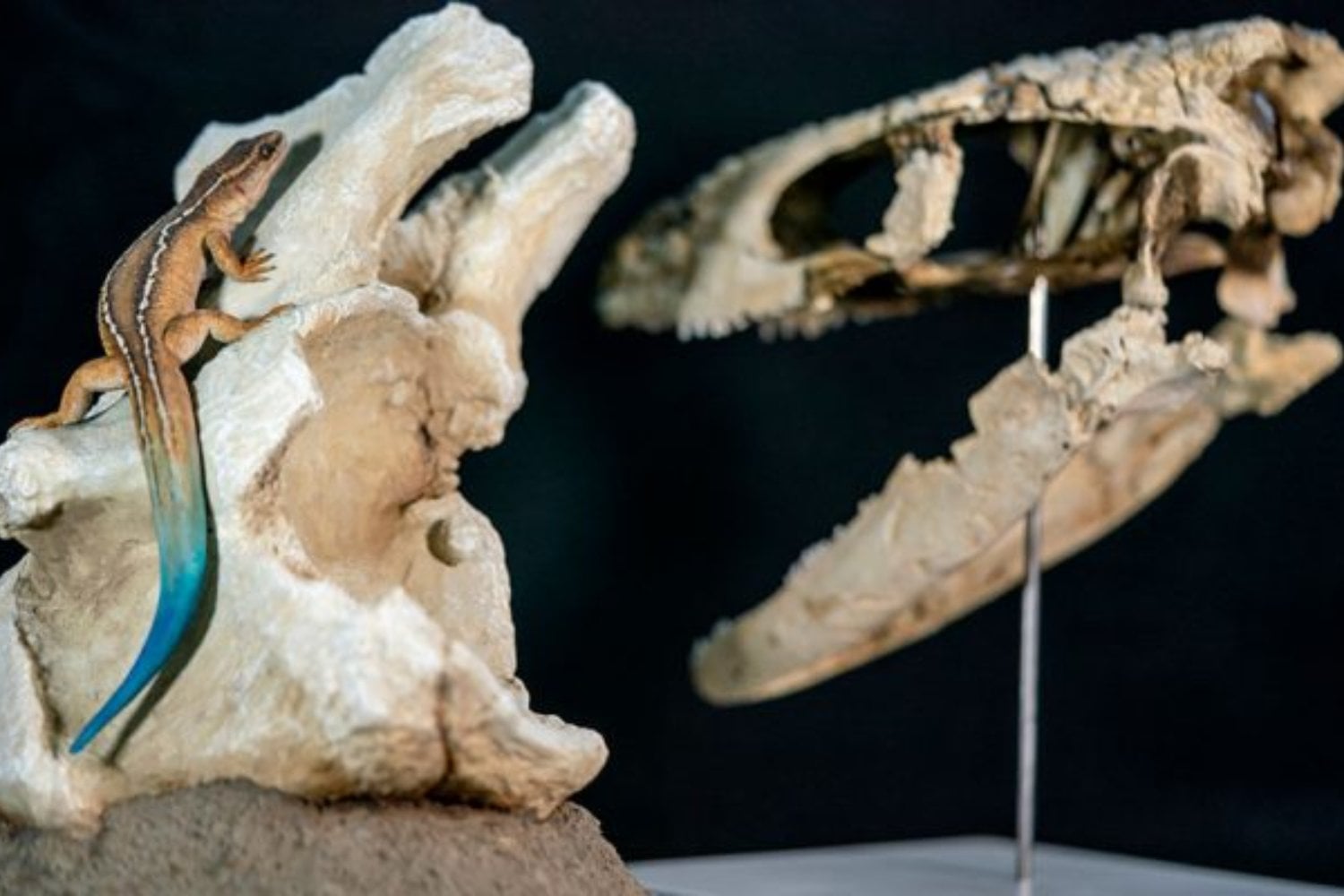 La Patagonia argentina vuelve a sorprender a la ciencia. Investigadores del CONICET descubren un nuevo reptil de 70 millones de años que vivió antes del fin de los dinosaurios