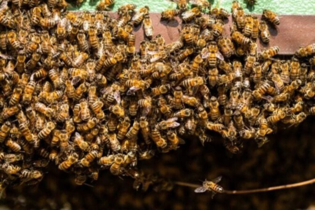 Bajo las tumbas de un cementerio en Nueva York vivían millones de abejas sin que nadie lo supiera. Científicos descubren el mayor asentamiento de abejas solitarias jamás registrado