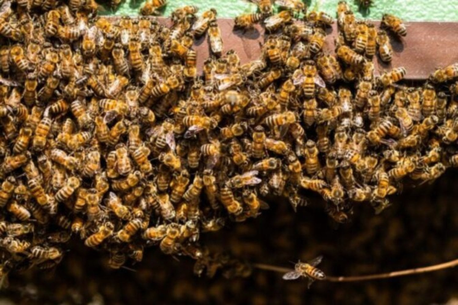 Bajo las tumbas de un cementerio en Nueva York vivían millones de abejas sin que nadie lo supiera. Científicos descubren el mayor asentamiento de abejas solitarias jamás registrado