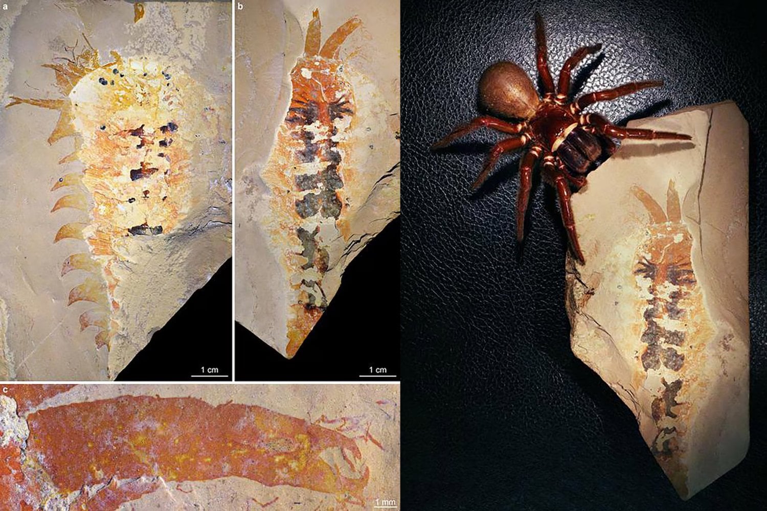 Un fósil olvidado durante más de 40 años acaba de reescribir el origen de arañas y escorpiones. La criatura vivió hace 500 millones de años y apareció cuando nadie esperaba encontrar unas pinzas tan antiguas