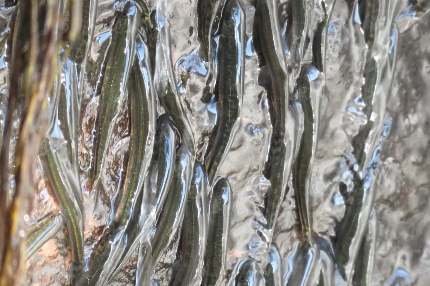 Un pez diminuto está haciendo algo que desafía toda lógica en el Congo. Escala durante horas una cascada vertical de 15 metros usando aletas y microganchos en un comportamiento nunca documentado en África