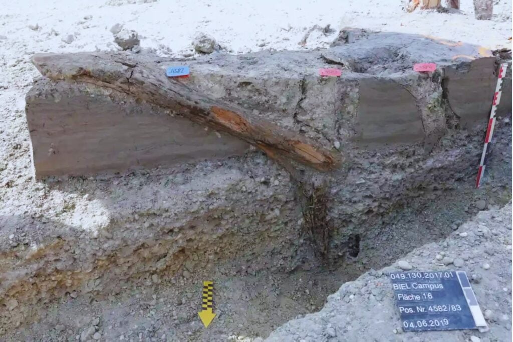 A cinco metros bajo una ciudad suiza aparecieron más de 1.300 postes de madera. Revelaron cómo una tormenta destruyó en horas un poblado neolítico de hace 5.860 años