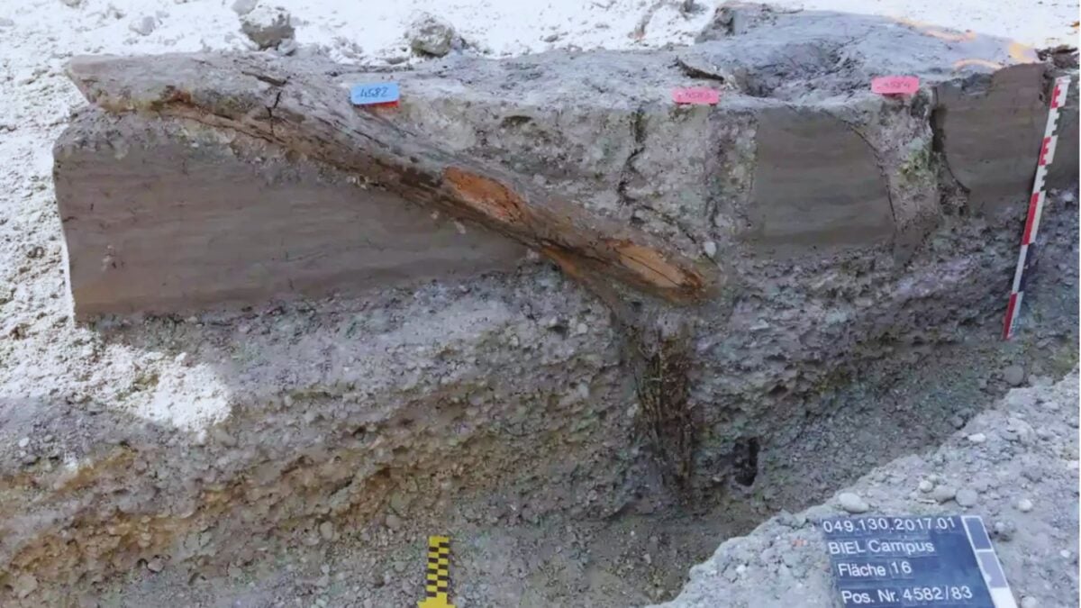 A cinco metros bajo una ciudad suiza aparecieron más de 1.300 postes de madera. Revelaron cómo una tormenta destruyó en horas un poblado neolítico de hace 5.860 años