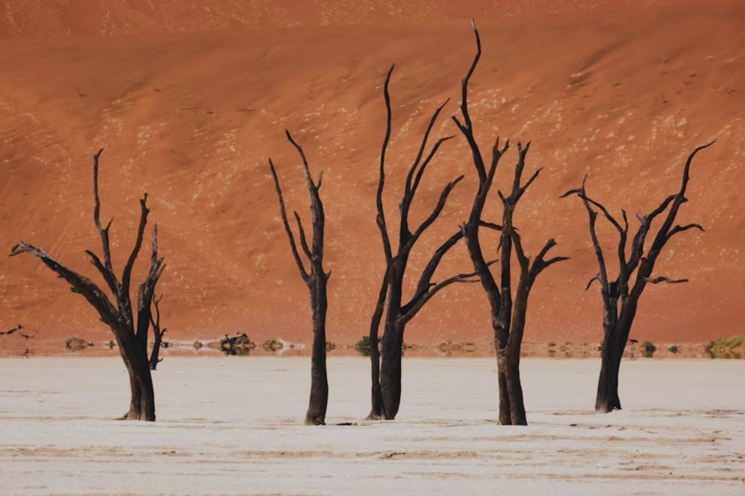 España lleva años perdiendo la batalla contra la sequía y los científicos ya miran hacia otro lado. Han descubierto cómo crear plantas capaces de sobrevivir con mucha menos agua