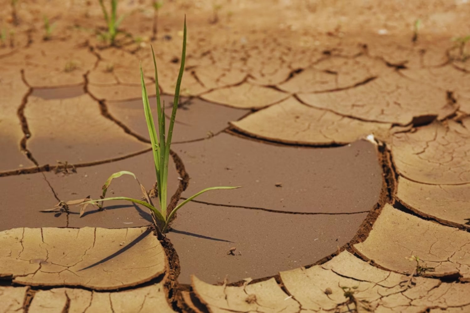 España lleva años perdiendo la batalla contra la sequía y los científicos ya miran hacia otro lado. Han descubierto cómo crear plantas capaces de sobrevivir con mucha menos agua