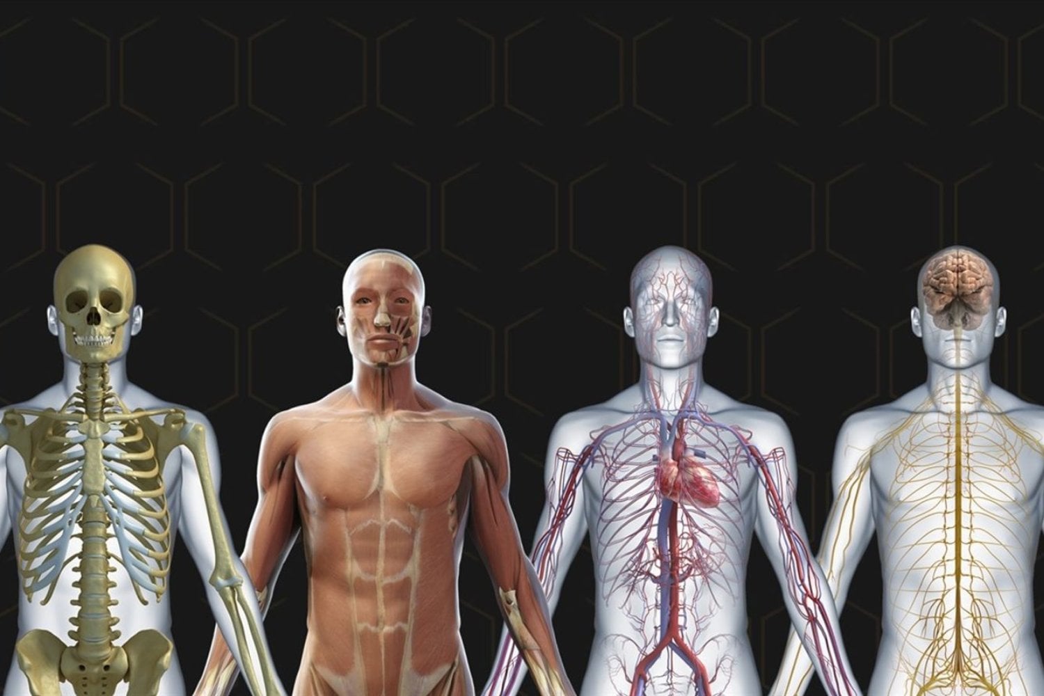 Durante siglos pensamos que el cuerpo humano era una máquina casi perfecta. La biología moderna sostiene algo más incómodo: es una colección de parches evolutivos