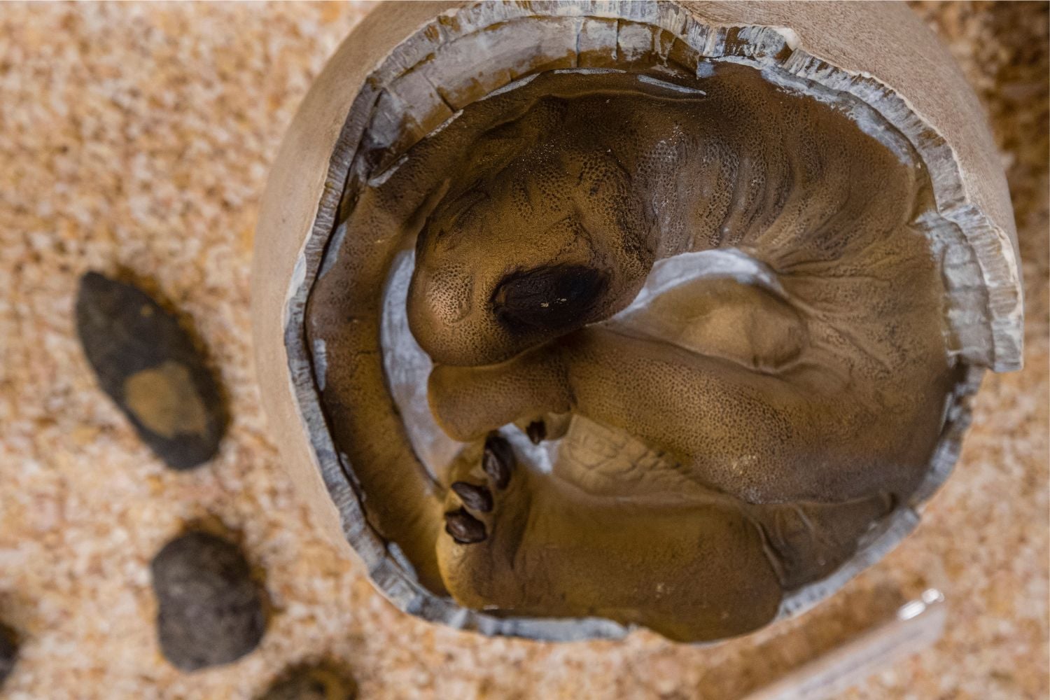 Diseño Sin Título (35)