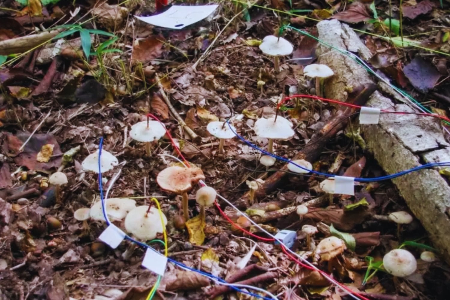 La lluvia no solo moja el bosque: también enciende su red oculta. Científicos descubren que los hongos intercambian señales eléctricas bajo tierra como si “chismorrearan” sobre su entorno