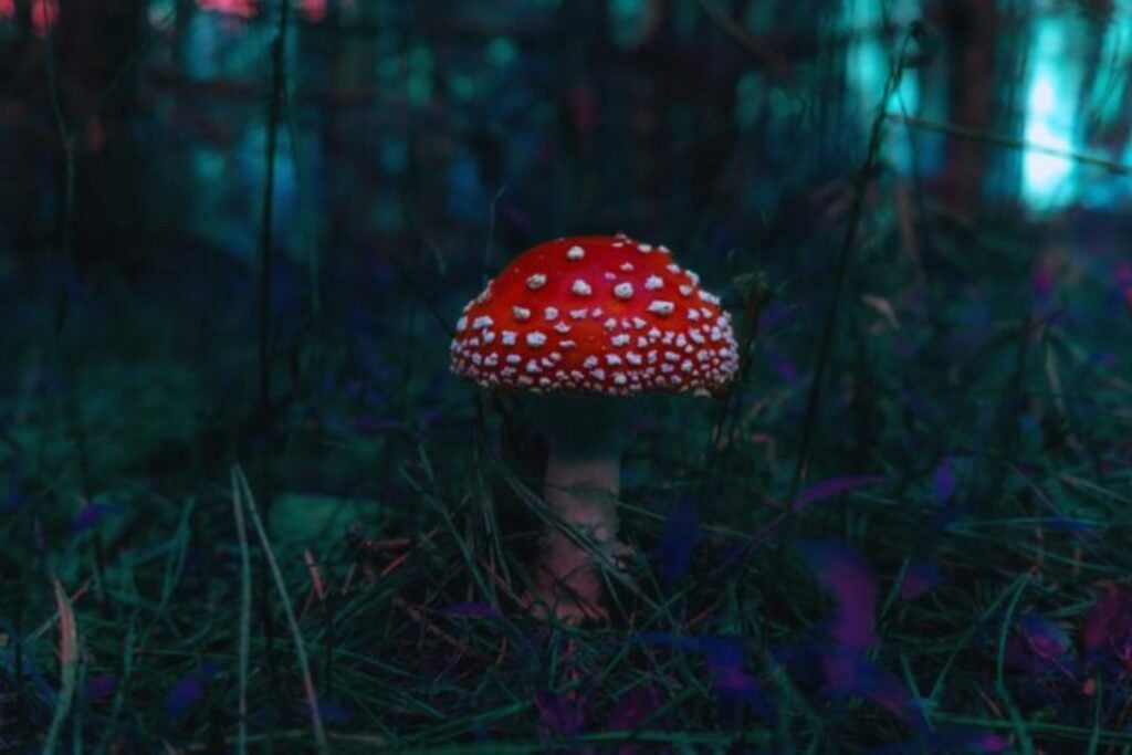 La lluvia no solo moja el bosque: también enciende su red oculta. Científicos descubren que los hongos intercambian señales eléctricas bajo tierra como si “chismorrearan” sobre su entorno