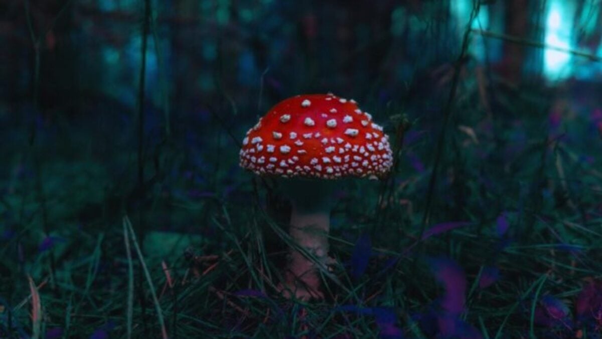 La lluvia no solo moja el bosque: también enciende su red oculta. Científicos descubren que los hongos intercambian señales eléctricas bajo tierra como si “chismorrearan” sobre su entorno