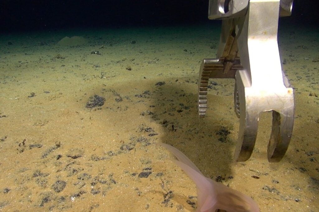 Descubren 24 especies nuevas a 4.000 metros de profundidad en el océano Pacífico. Una de ellas es tan extraña que obligó a crear una nueva superfamilia