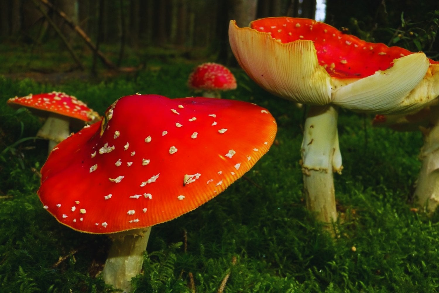 La lluvia no solo moja el bosque: también enciende su red oculta. Científicos descubren que los hongos intercambian señales eléctricas bajo tierra como si “chismorrearan” sobre su entorno