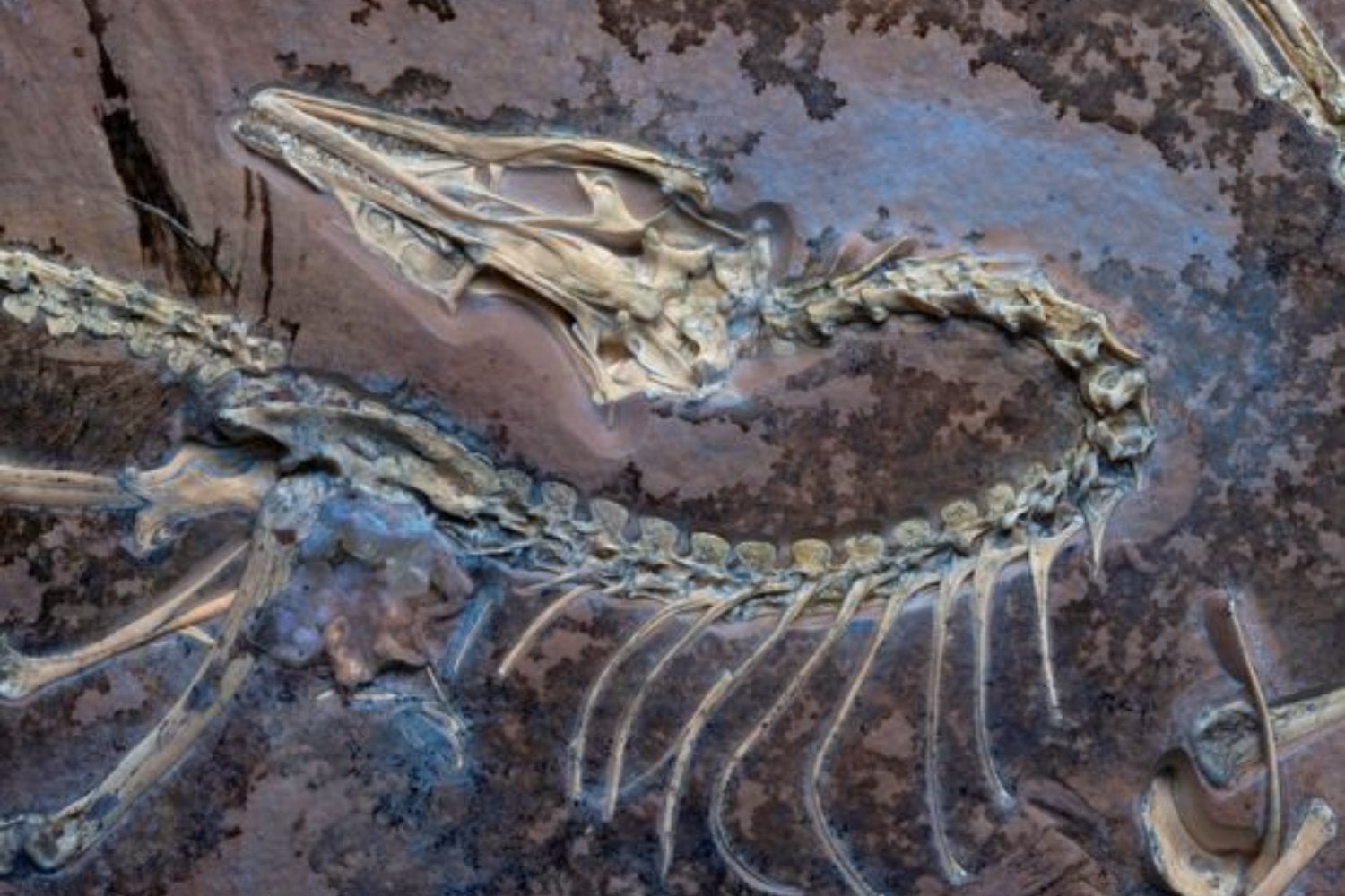 Los fósiles esconden algo más que huesos y extinciones. Científicos descubren trilobites heridos, dinosaurios cojos y enfermedades que ya existían hace millones de años
